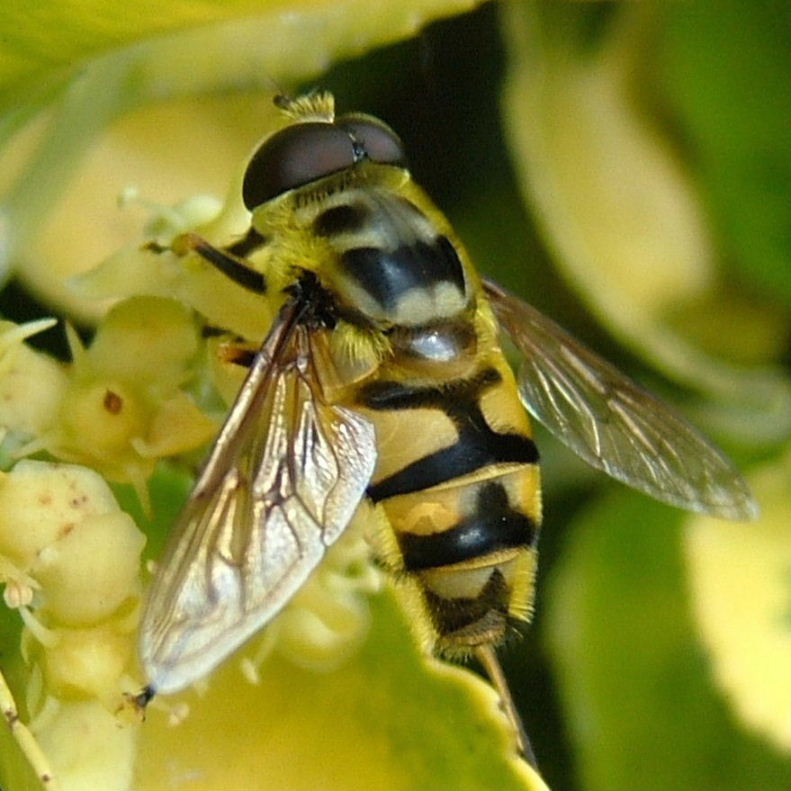 Dead Head hoverfly male