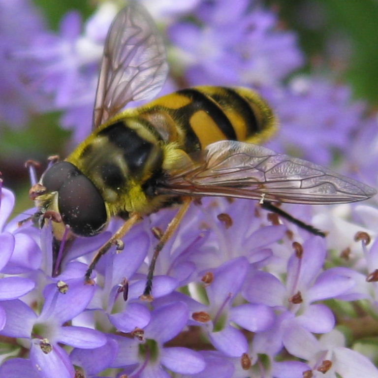 Batman hoverfly male