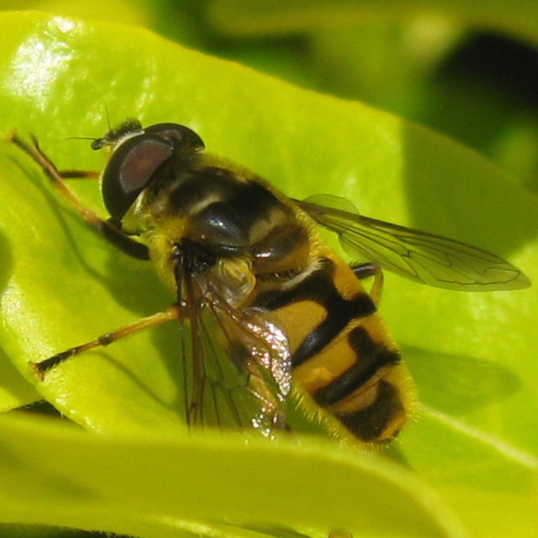 Batman hoverfly male