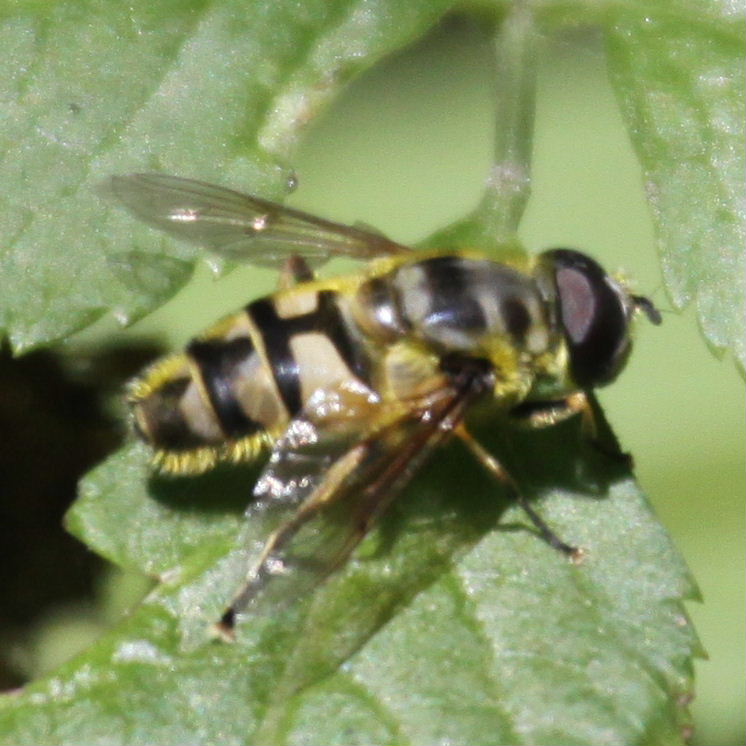 Dead Head hoverfly light