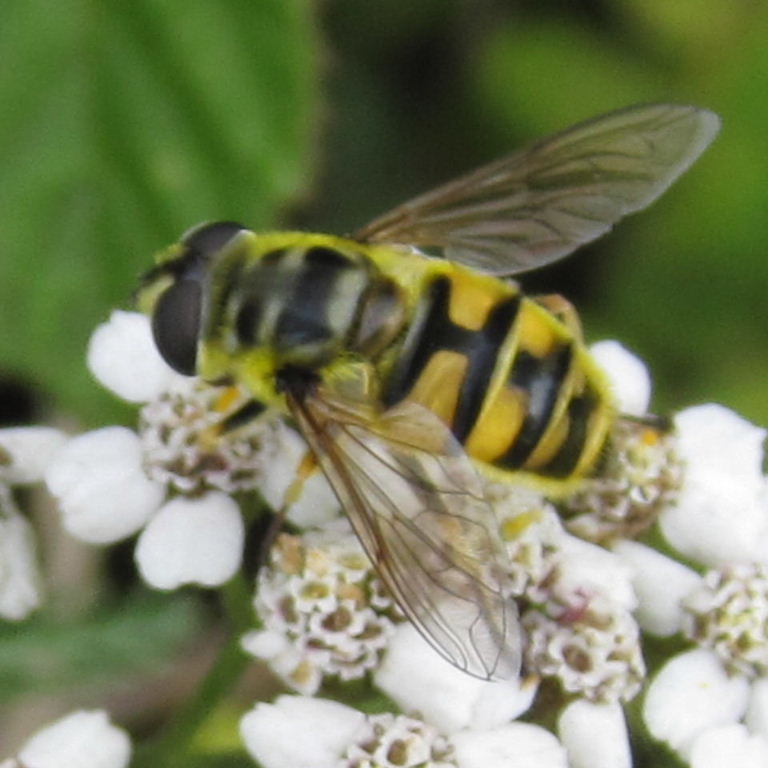Dead Head hoverfly female