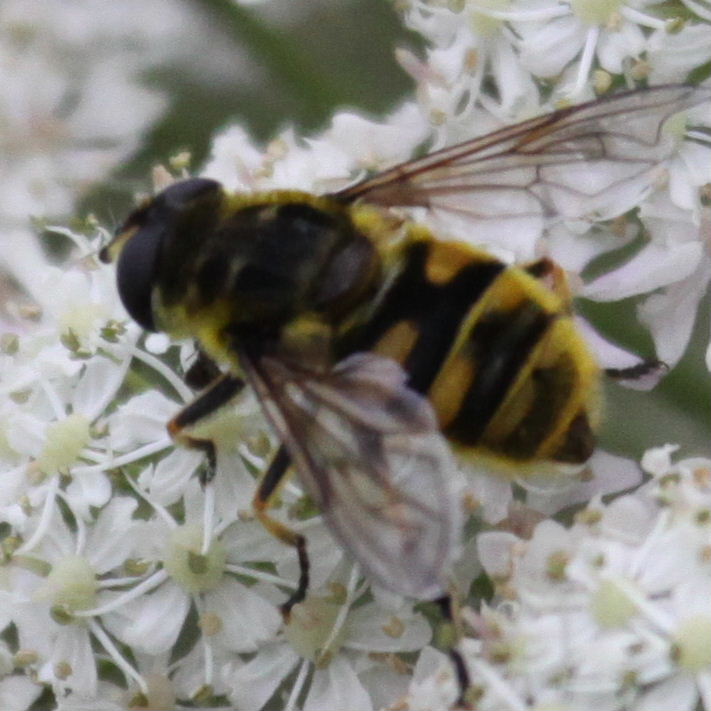 Dead Head hoverfly dark