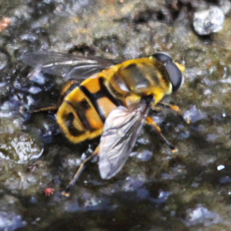 Dead Head hoverfly orange