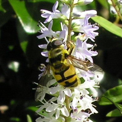Dead Head- type hoverfly