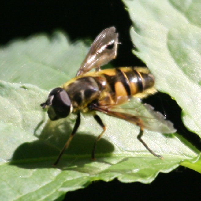 Dead Head- type hoverfly
