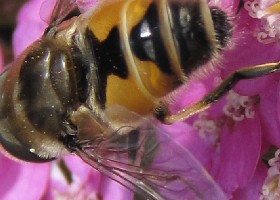 Hoverfly Eristalis arbustorum