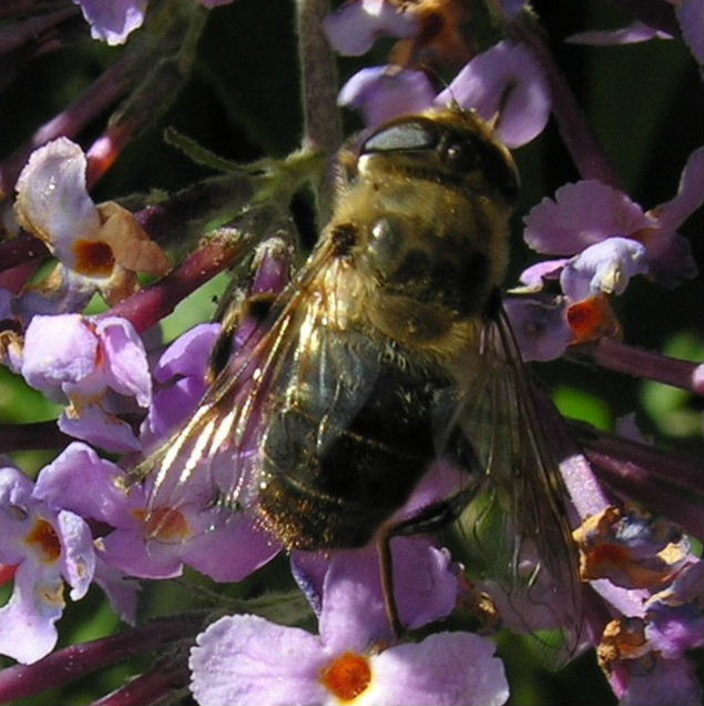 Drone hoverfly Eristalis tenax