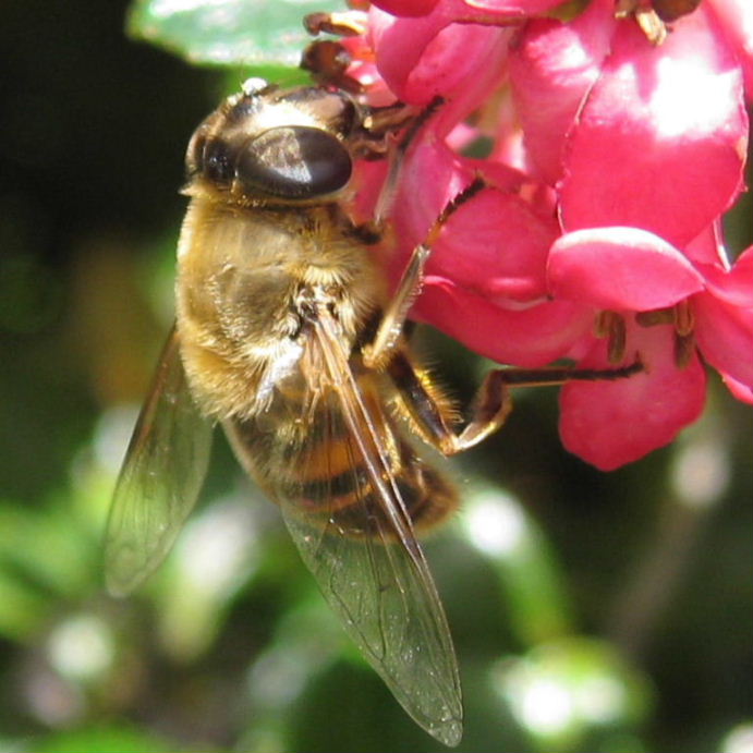 Drone hoverfly Eristalis pertinax