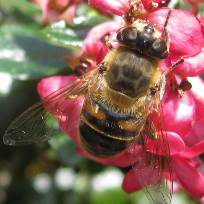 Drone hoverfly Eristalis pertinax
