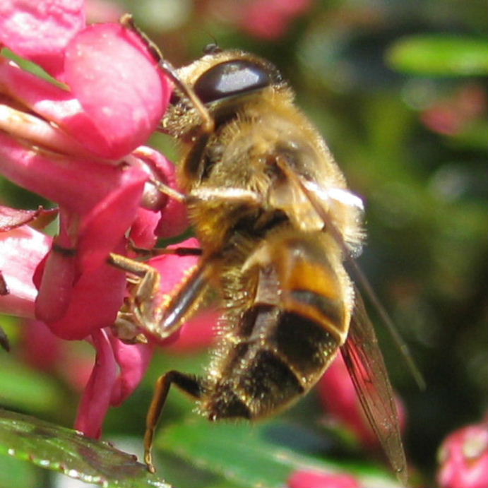 Drone hoverfly Eristalis pertinax