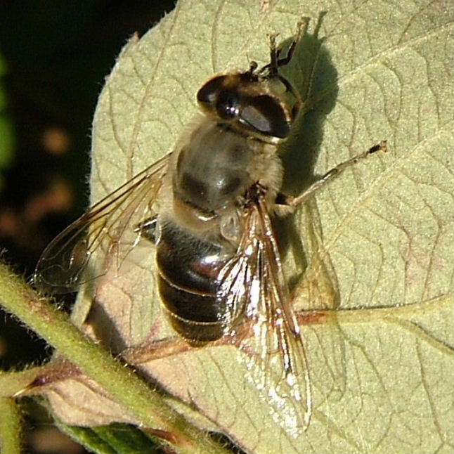 Drone hoverfly Eristalis tenax