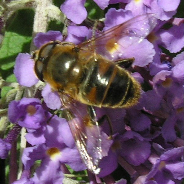 Drone hoverfly Eristalis tenax