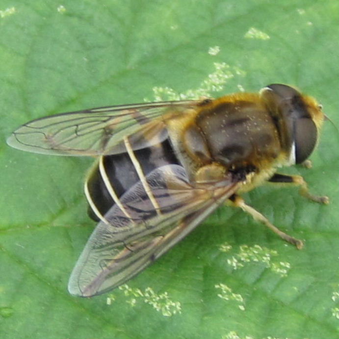 Drone hoverfly