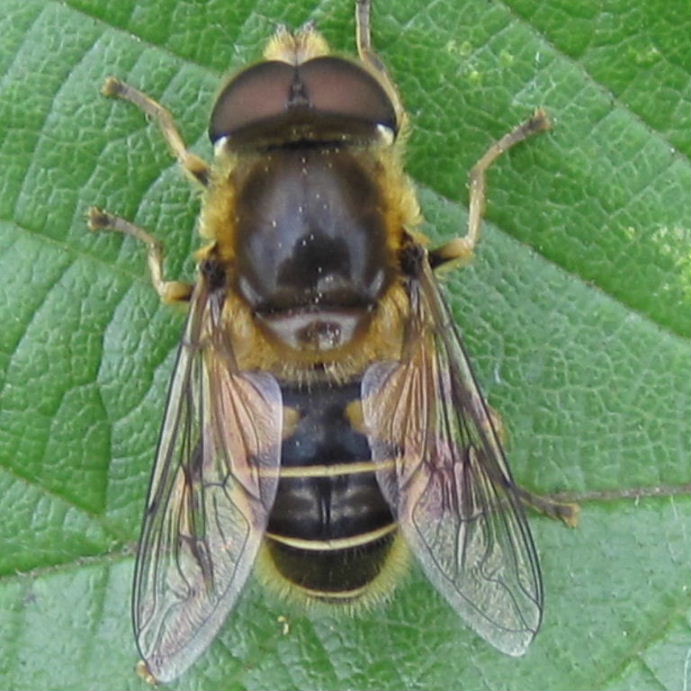 Drone hoverfly with white lines