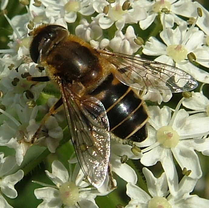 Drone hoverfly