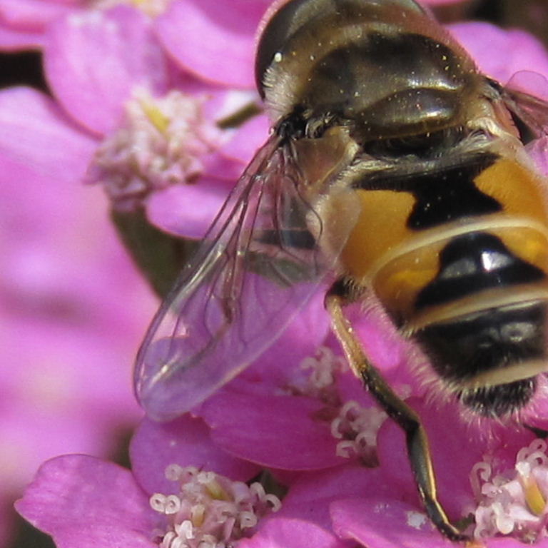 Eristalis arbustorum hoverfly