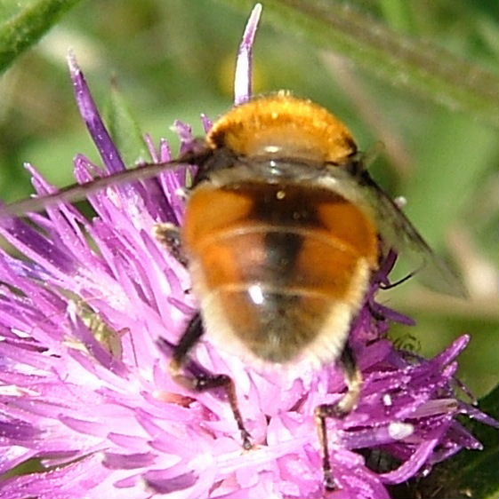 Eristalis species hoverfly