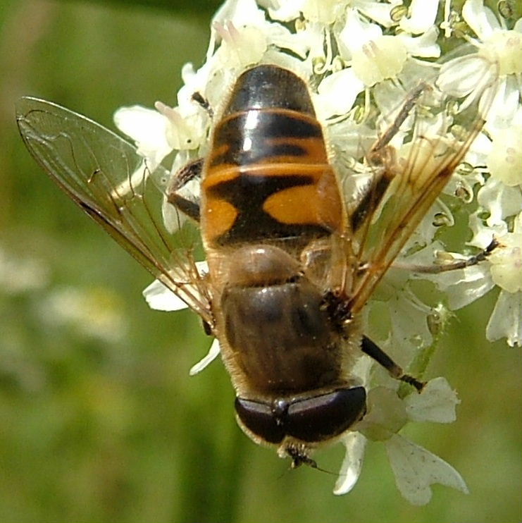 Eristalis horticola hoverfly