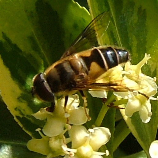 Eristalis horticola hoverfly