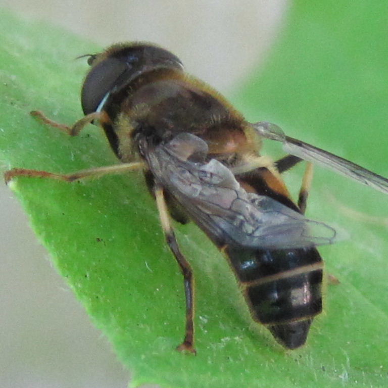 Eristalis species hoverfly
