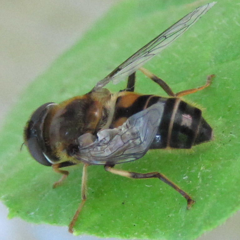 Eristalis species hoverfly