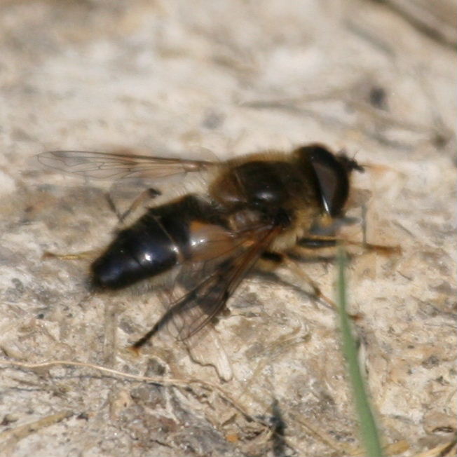 Eristalis species hoverfly
