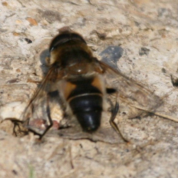 Eristalis species hoverfly