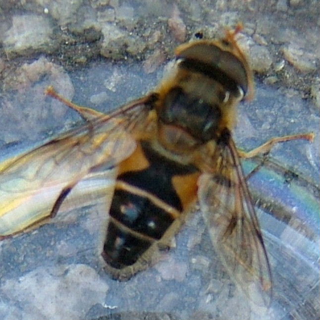 Eristalis species hoverfly
