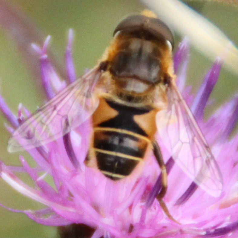 Eristalis species hoverfly
