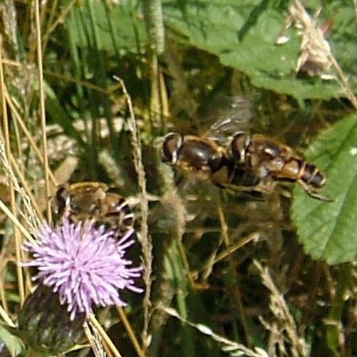 Stack of hoverflies