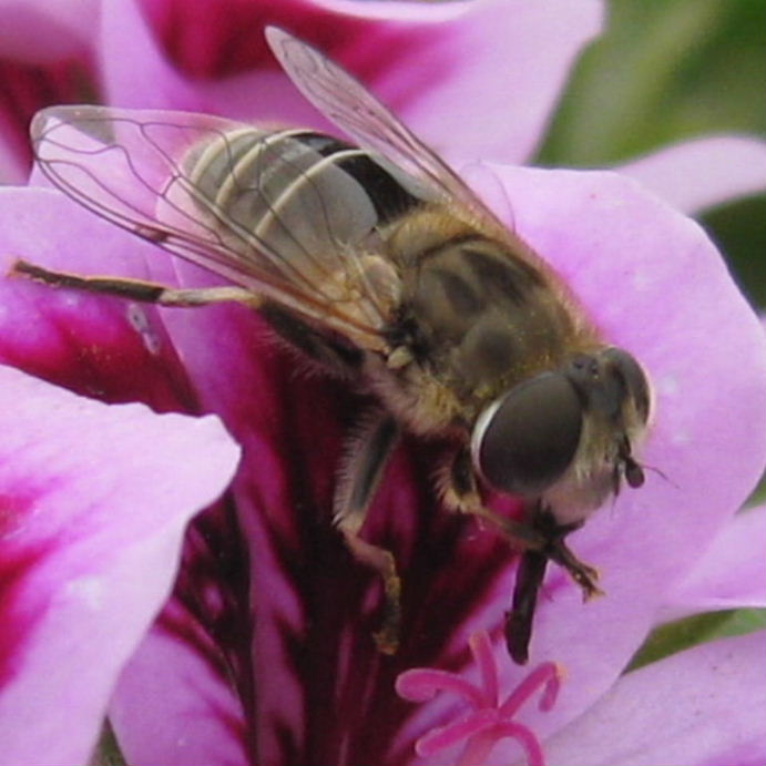 Eristalis arbustorum hoverfly with white lines