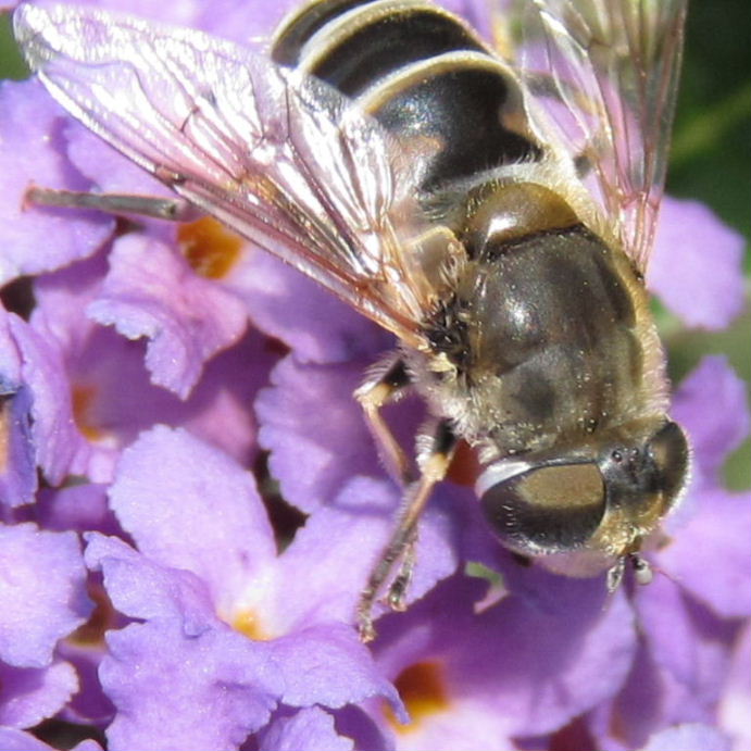 Eristalis arbustorum hoverfly with white lines