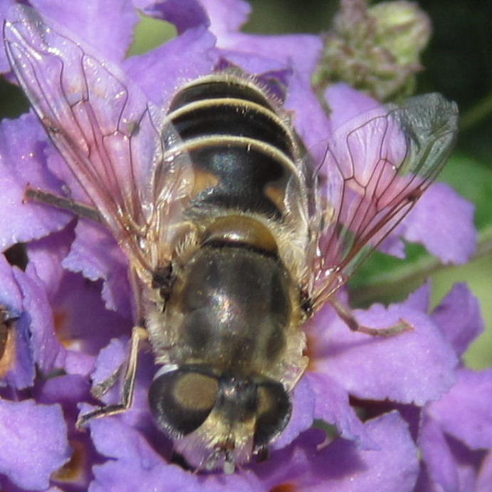 Eristalis arbustorum hoverfly