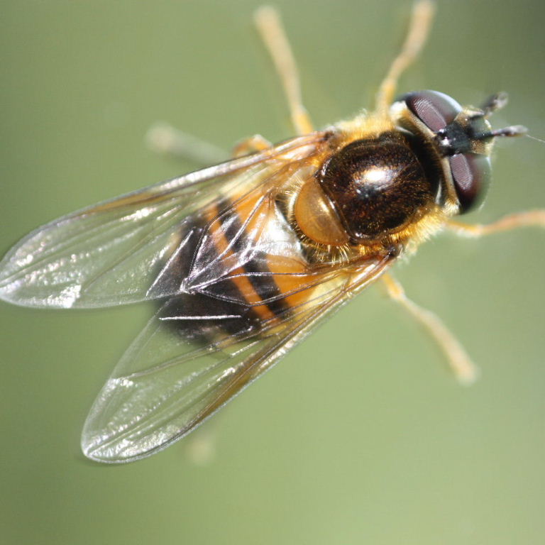 Epistrophe eligans hoverfly female