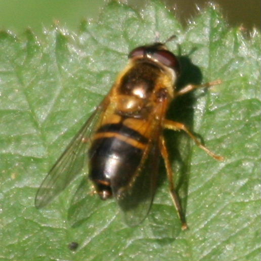 Epistrophe eligans hoverfly