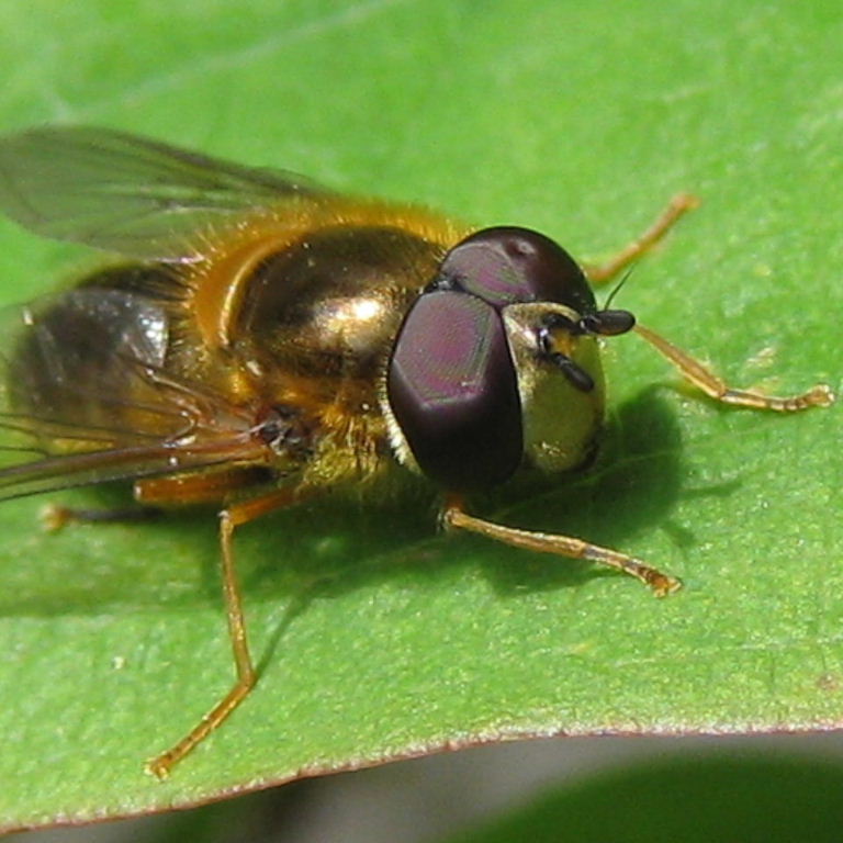Epistrophe eligans hoverfly