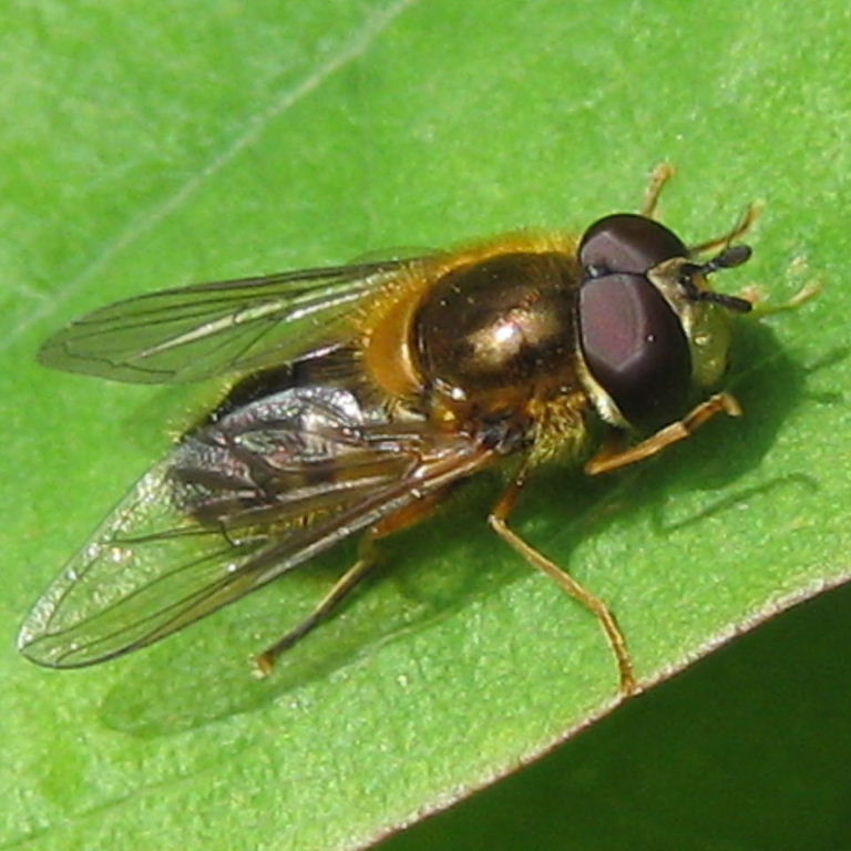 Epistrophe eligans hoverfly male