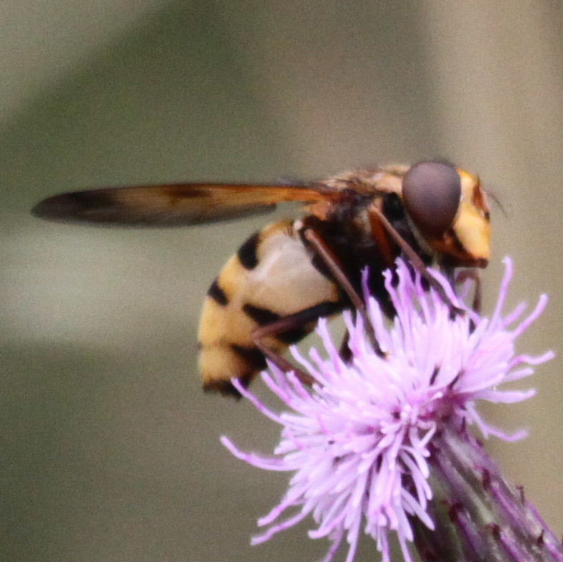 Volucella inanis hoverfly side female