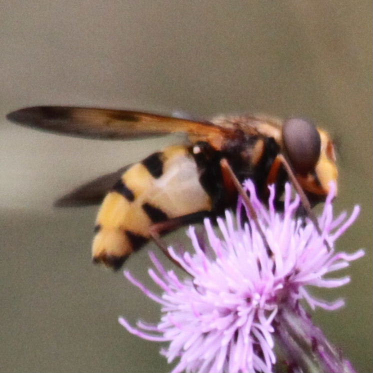 Volucella inanis hoverfly