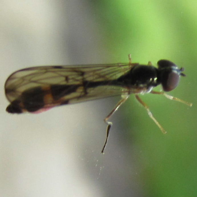 Baccha elongata hoverfly
