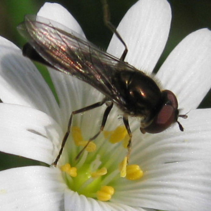 Hoverfly on greater stitchwort
