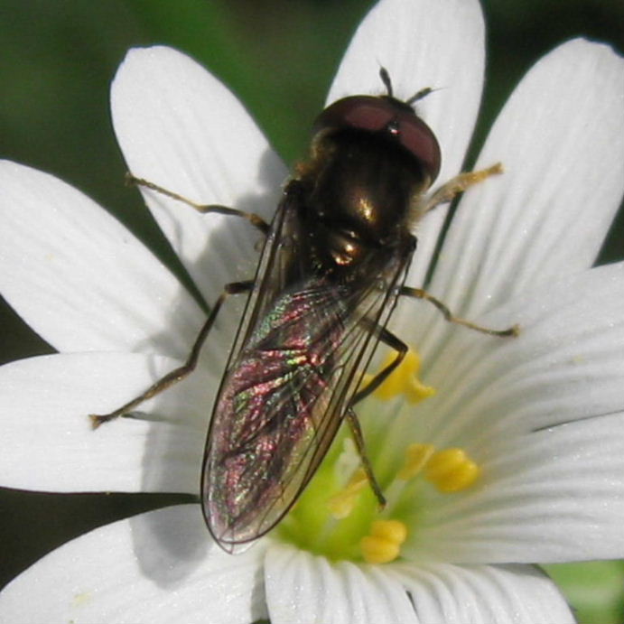 Hoverfly on greater stitchwort