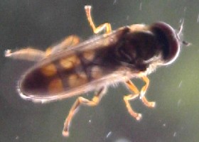 Hoverfly Melanostoma mellinum