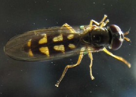 Hoverfly Melanostoma scalare