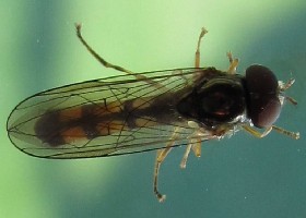 Hoverfly Melanostoma scalare