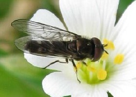 Hoverfly Platycheirus albimanus