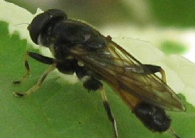 Hoverfly Platycheirus granditarsus