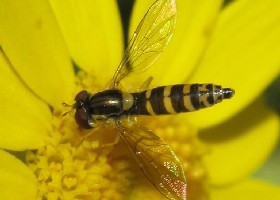 Hoverfly Sphaerophoria scripta female