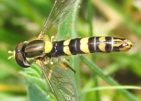 Hoverfly Sphaerophoria scripta male