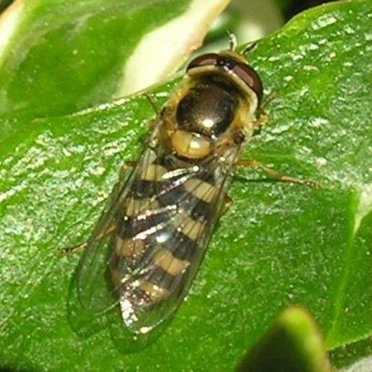 Eupeodes corollae hoverfly female
